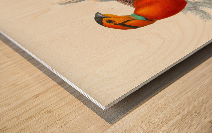 Ceriornis Blythii. 1872 Wood print