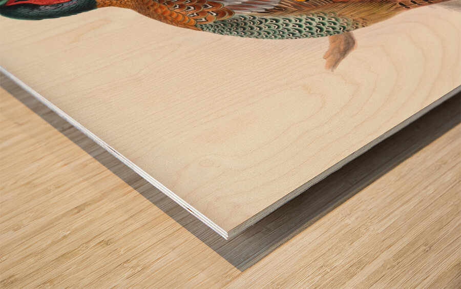 Phasianus elegans. 1872 Wood print