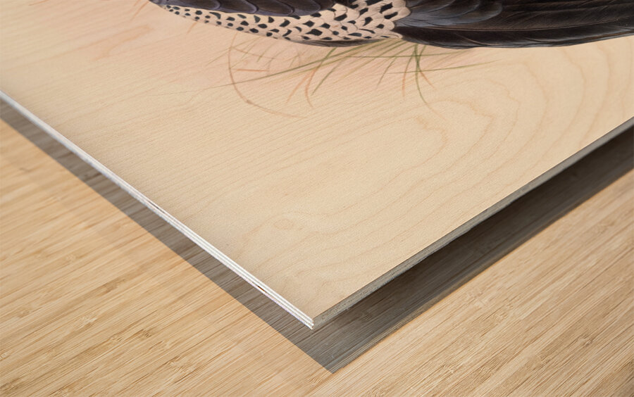 Euplocamus Horsefieldii 1872 Wood print