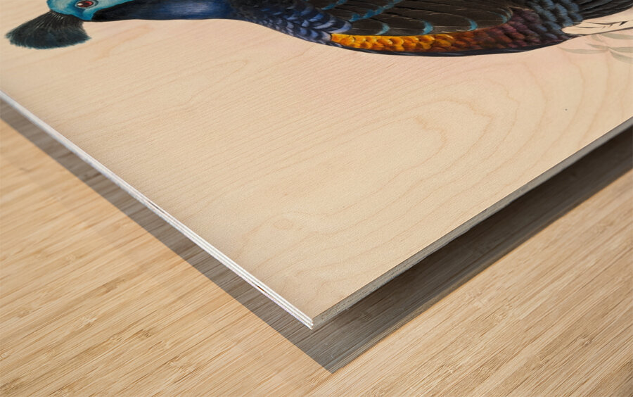 Euplocomus ignitus. 1872 Wood print