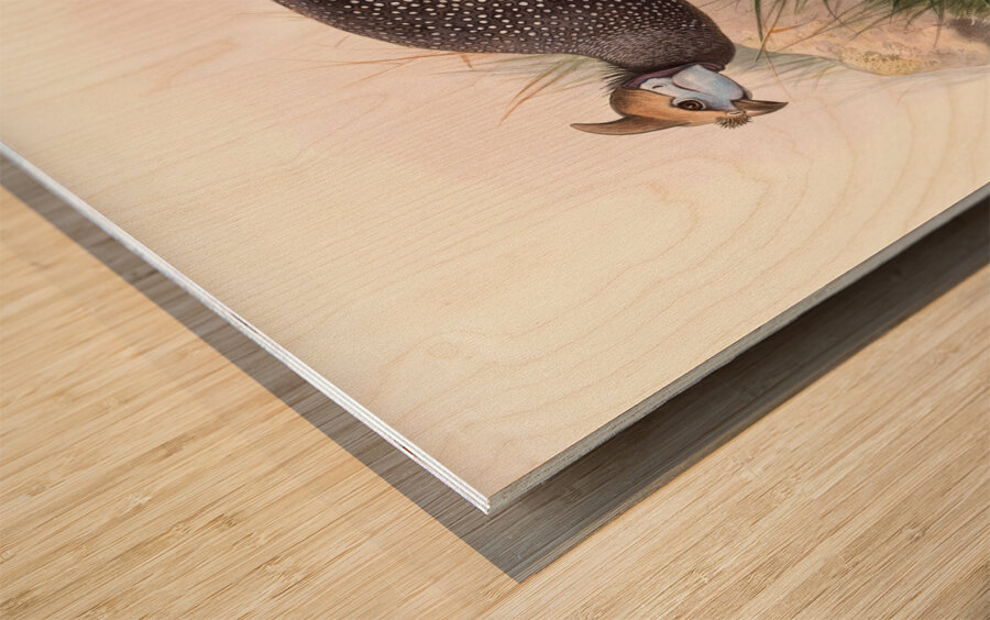 Numida ptilorhyncha. 1872 Wood print