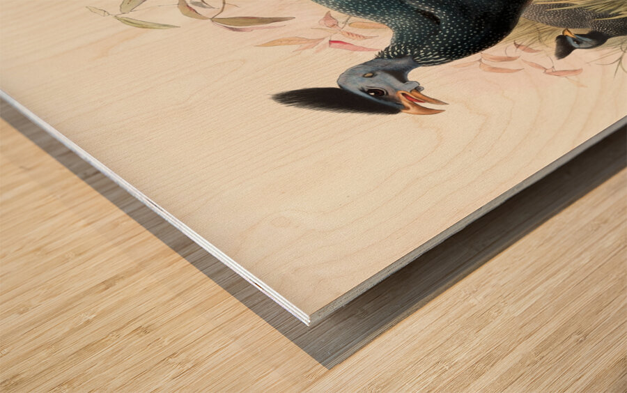 Numida plumifera. 1872 Wood print