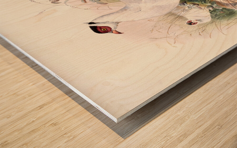 Crossoptilon thibetanum. 1872 Wood print