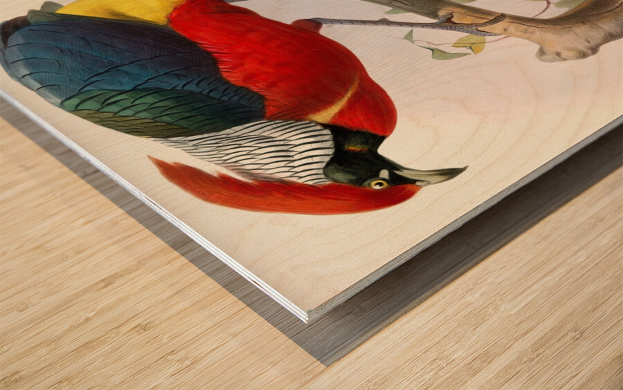 Hybrid Pheasant. 1872 Wood print