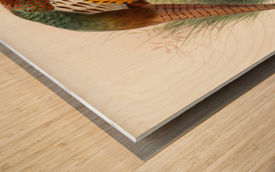 Phasianus mongolicus. 1872 Wood print