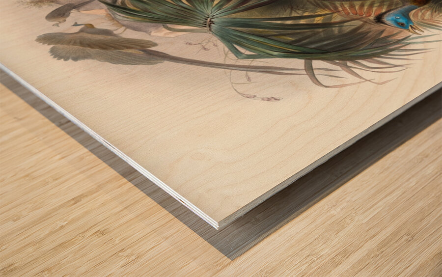 Argus giganteus. 1872 Wood print