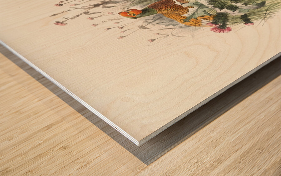 Phasianus Shawii. 1872 Wood print