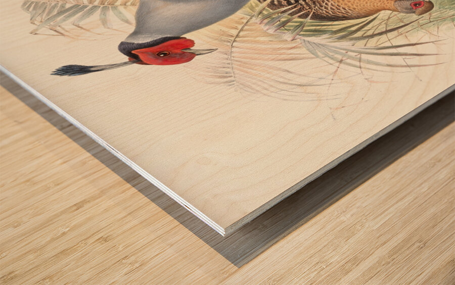 Euplocamus prælatus. 1872 Wood print