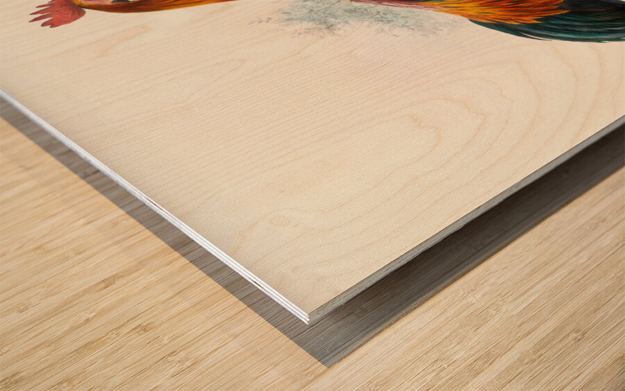 Gallus ferrugineus. 1872 Wood print