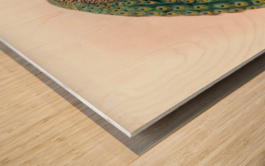 Pavo cristatus. 1872 Wood print