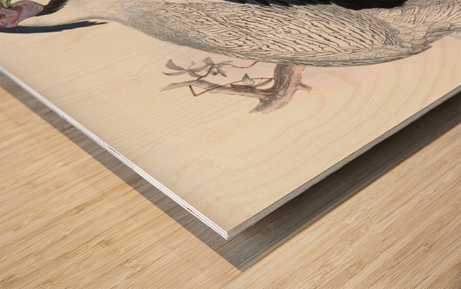 Euplocomus nycthemerus. 1872 Wood print