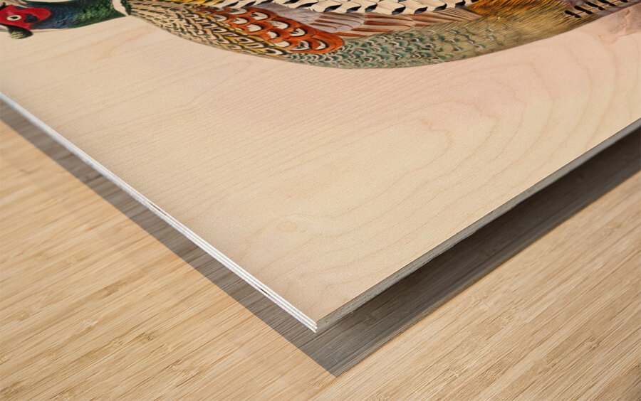 Phasianus formosanus. 1872 Wood print