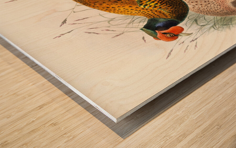 Phasianus insignis. 1872 Wood print