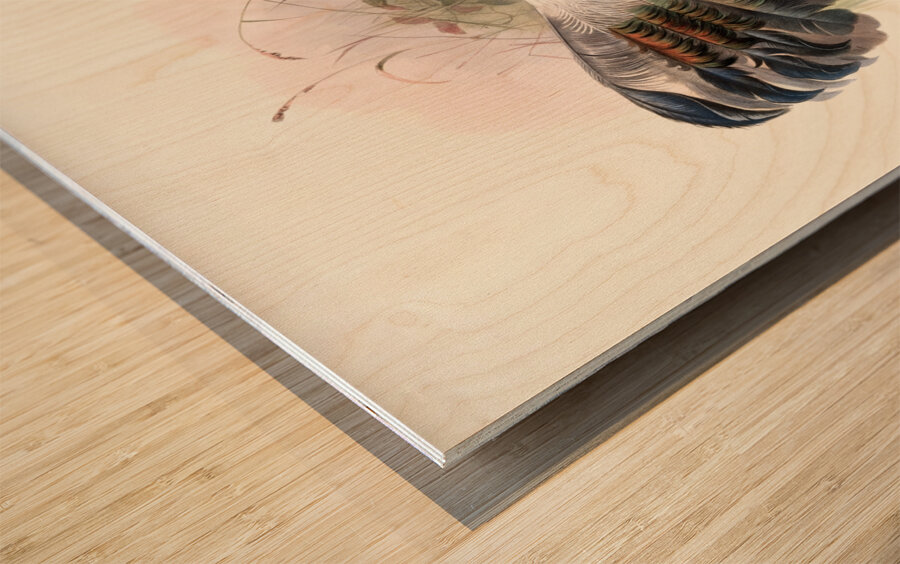 Crossoptilon Drouynii. 1872 Wood print