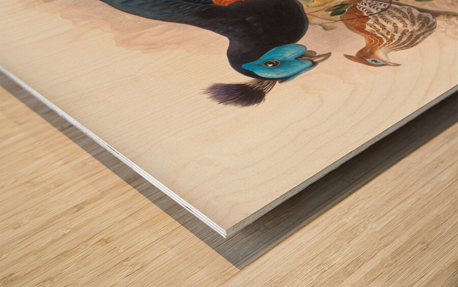 Euplocamus nobilis. 1872 Wood print