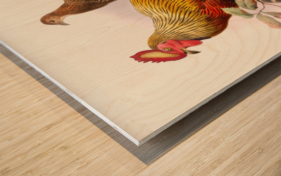 Gallus La-Fayettei. 1872 Wood print