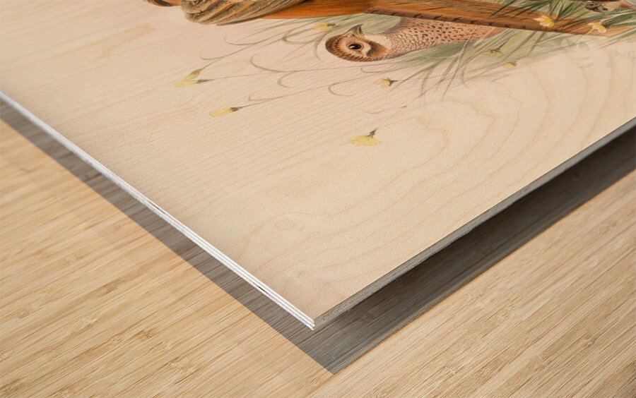 Phasianus colchicus. 1872 Wood print