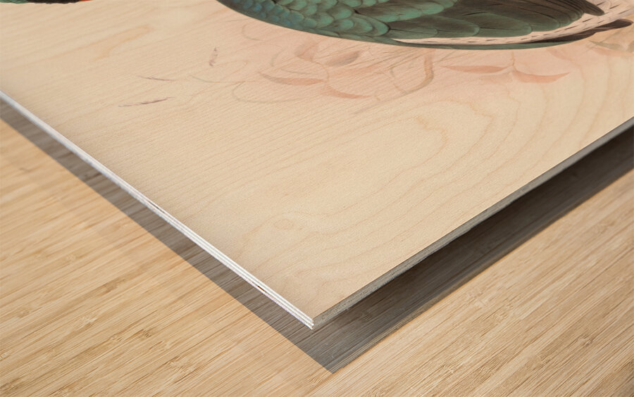 Lophophorus Sclateri. 1872 Wood print