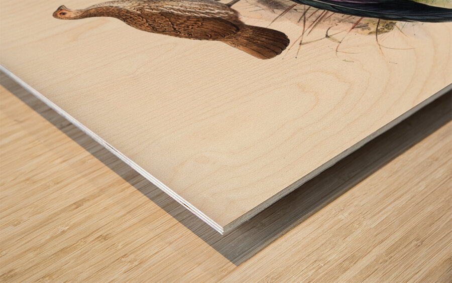 Gallus Sonneratii. 1872 Wood print