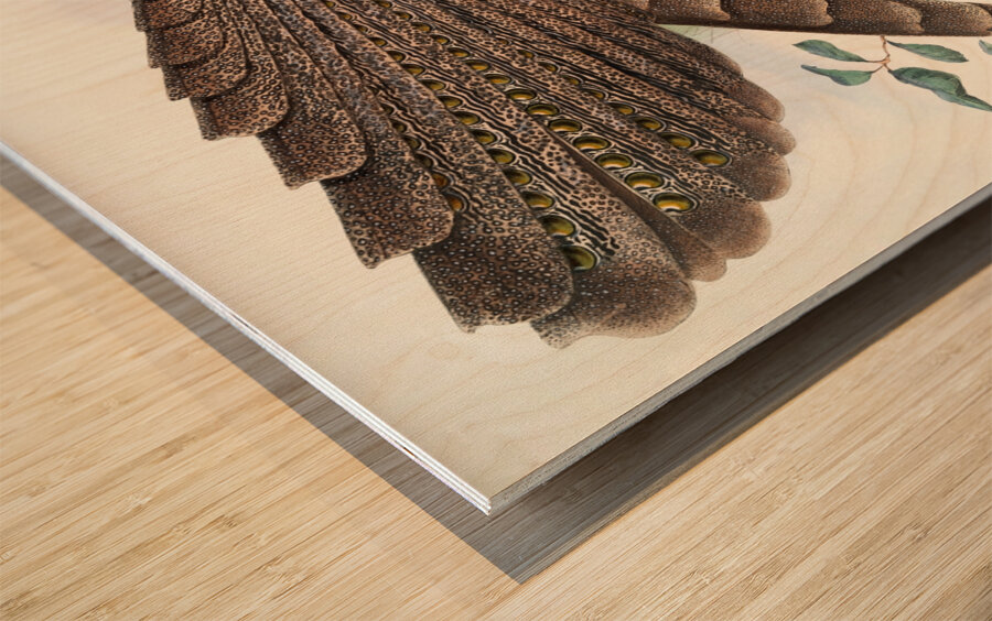 Argus Grayi. 1872 Wood print