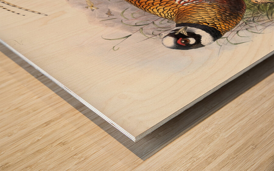 Phasianus Reevesii. 1872 Wood print