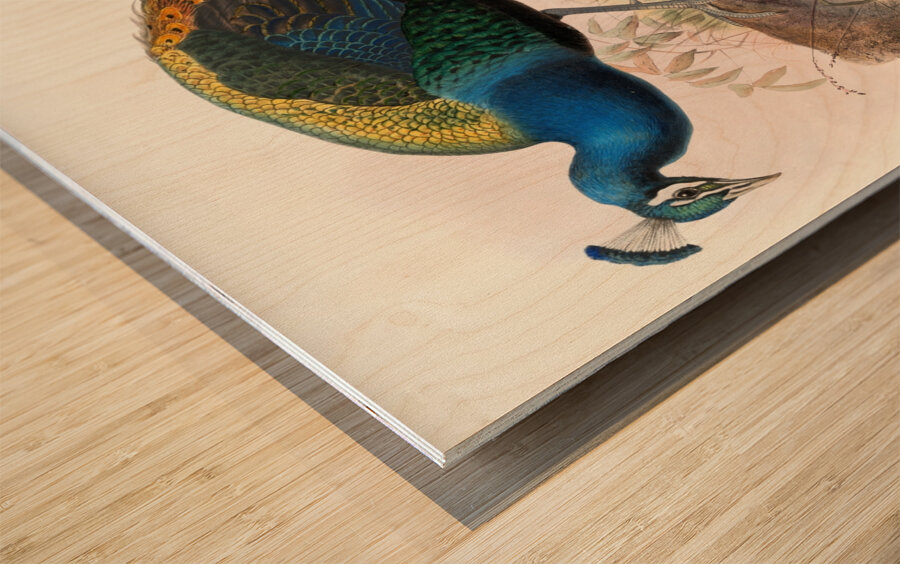 Pavo nigripennis. 1872 Wood print