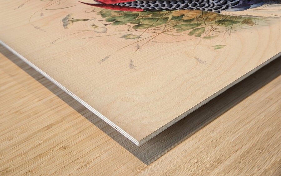 Euplocomus Swinhoei. 1872 Wood print