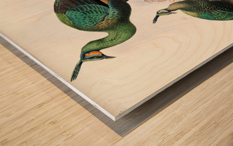 Pavo muticus. 1872 Wood print