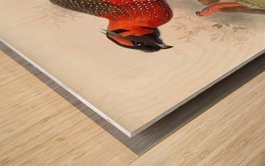 Ceriornis satyra. 1872 Wood print