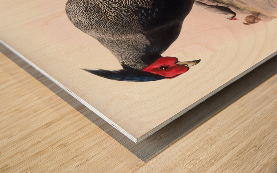 Euplocamus Andersoni. 1872 Wood print