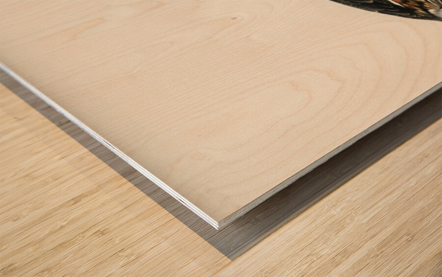 Podiceps cristatus Wood print