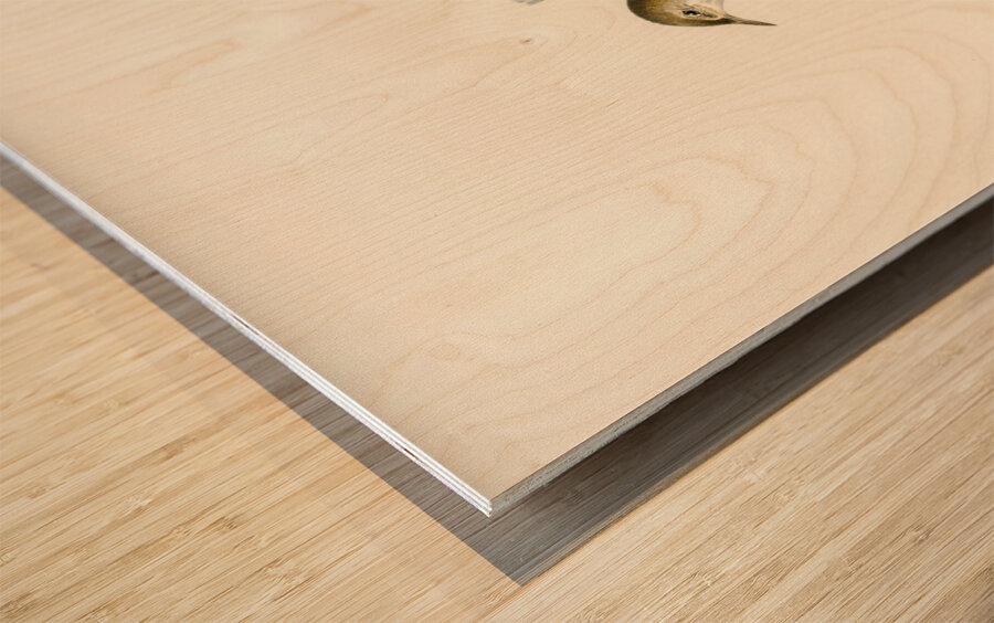 Red warbler Acrocephalus streperus Wood print