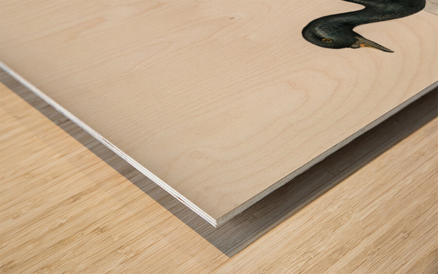 Somateria mollissima Wood print