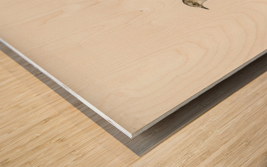 Prunella modularis Wood print