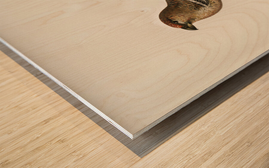 Pine Grosbeak male Pinicola enucleator Wood print