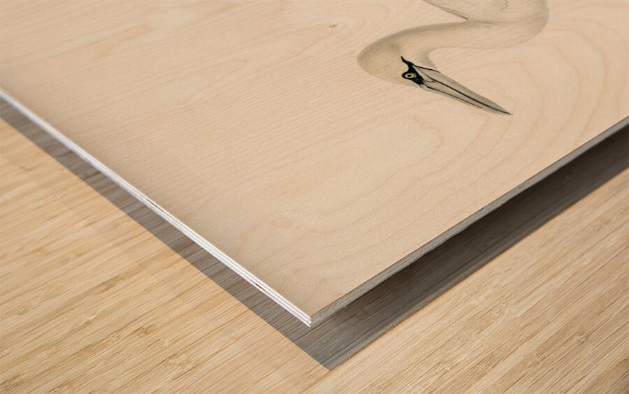 Sula bassana Wood print