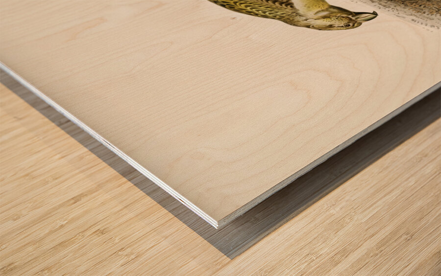 Parrot crossbill Loxia pytyopsittacus Wood print