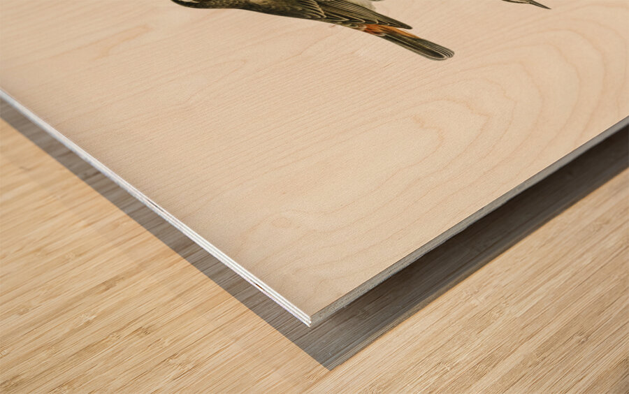 Parrot crossbill Loxia pytyopsittacus Wood print