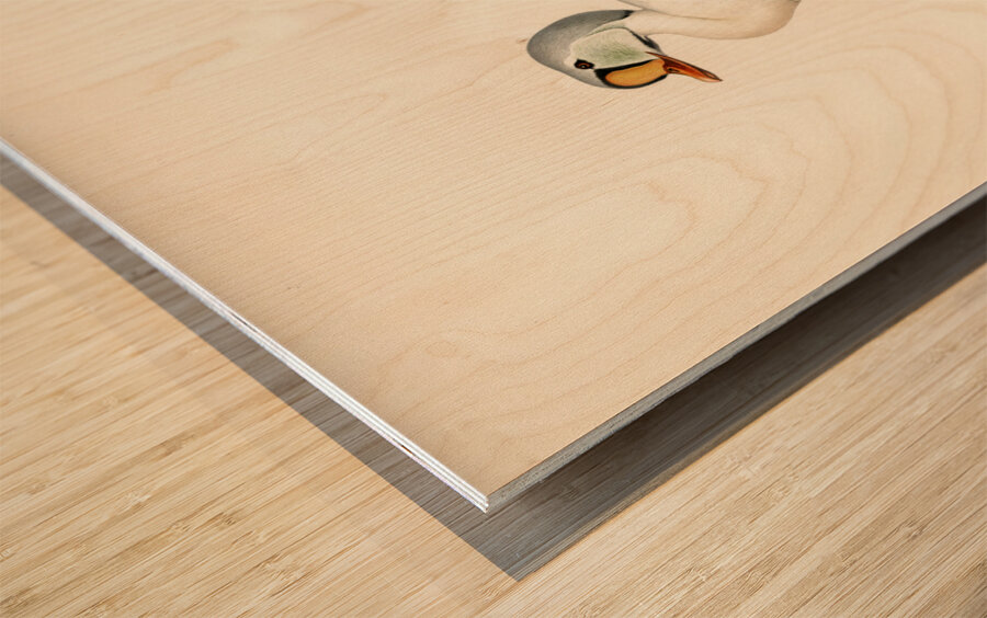 Somateria spectabilis Wood print