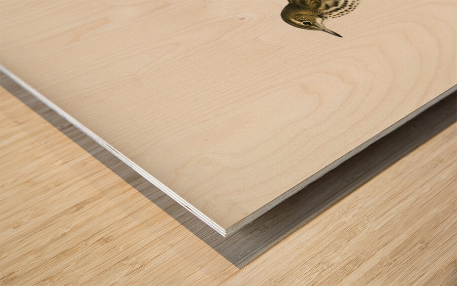 Water pipit Anthus spinoletta rupestris Wood print