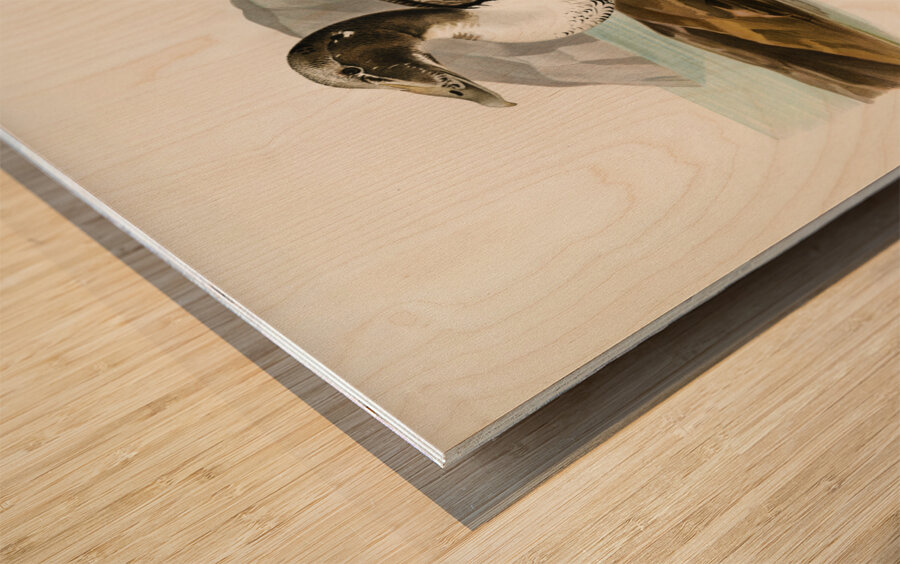 Eider Somateria mollissima Wood print