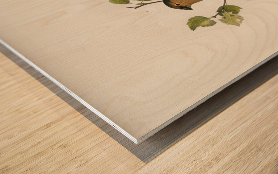 Eurasian Bullfinch Pyrrhula pyrrhula Wood print