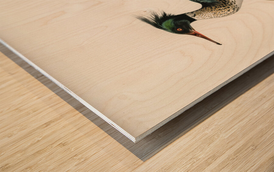 Mergus serrator Wood print