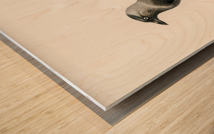 Coloeus monedula Wood print