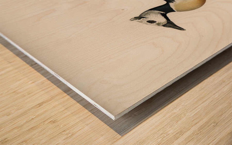 Eniconetta stelleri ♂ Wood print