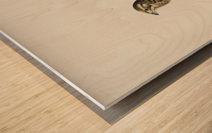 Yellowhammer Emberiza citrinella Wood print