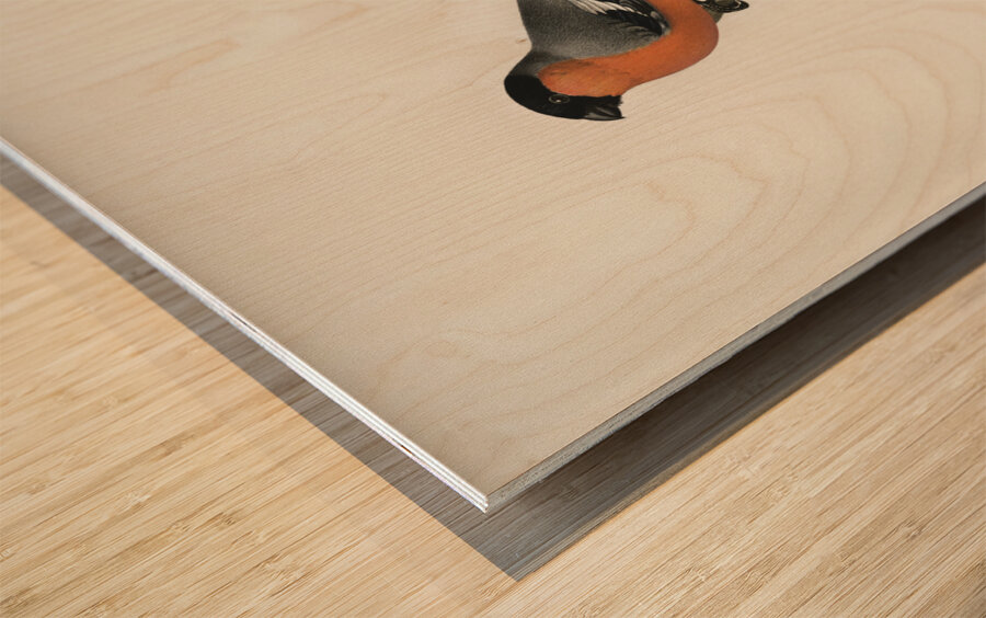 Pyrrhula Pyrrhula Wood print