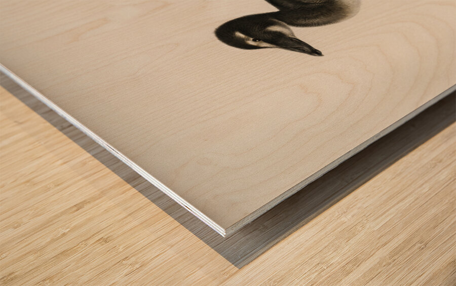 Somateria mollissima Wood print