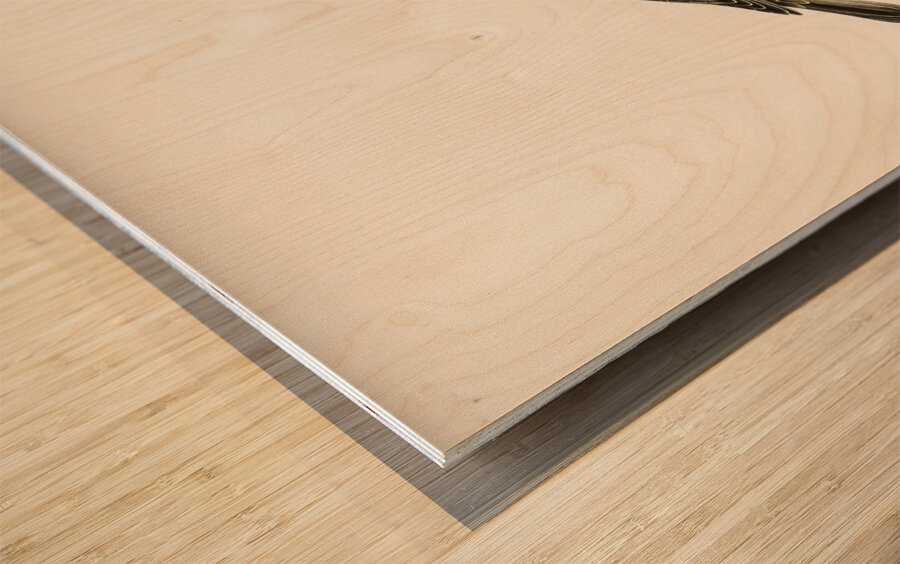 Somateria mollissima Wood print