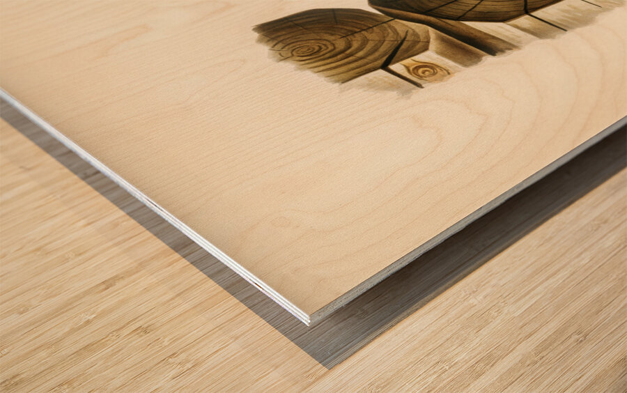 Picus canus ♂ Impression sur bois